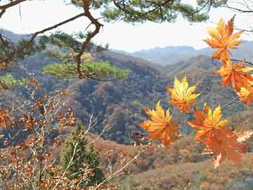 澳門(mén)管家婆一肖一碼100精準(zhǔn),澳門(mén)管家婆一碼必中策略解析_夢(mèng)幻版7.87