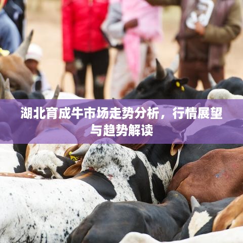 湖北育成牛市場(chǎng)走勢(shì)分析，行情展望與趨勢(shì)解讀
