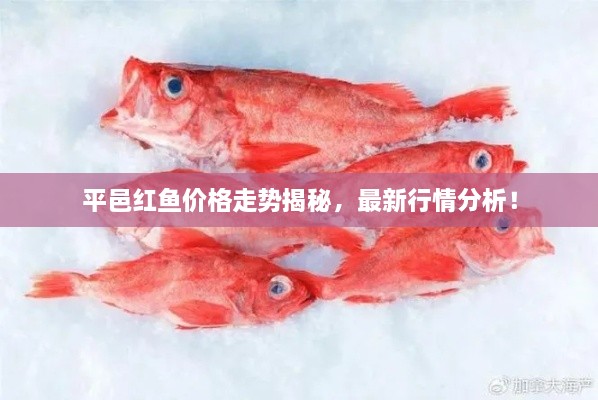 平邑紅魚(yú)價(jià)格走勢(shì)揭秘，最新行情分析！