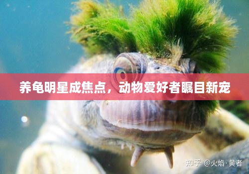 養(yǎng)龜明星成焦點(diǎn)，動(dòng)物愛(ài)好者矚目新寵