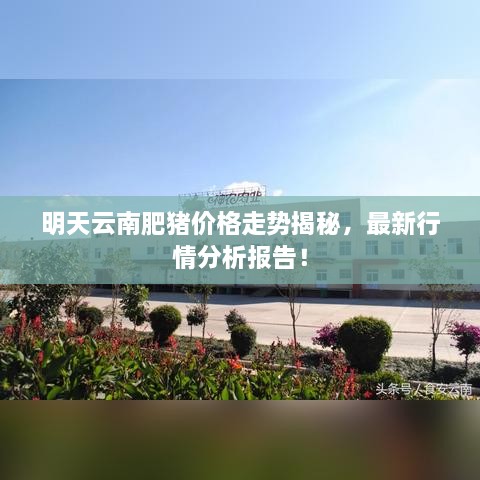 明天云南肥豬價(jià)格走勢(shì)揭秘，最新行情分析報(bào)告！