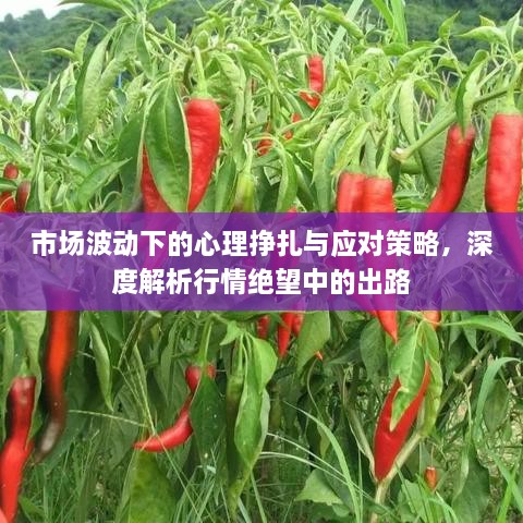 市場波動下的心理掙扎與應(yīng)對策略，深度解析行情絕望中的出路