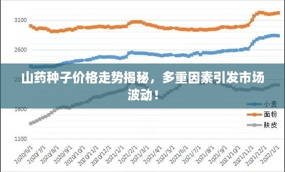 山藥種子價格走勢揭秘，多重因素引發(fā)市場波動！