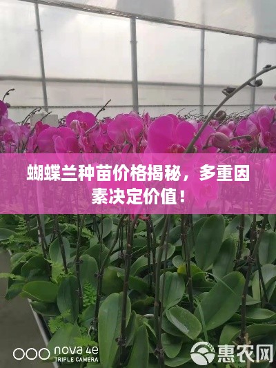蝴蝶蘭種苗價(jià)格揭秘，多重因素決定價(jià)值！