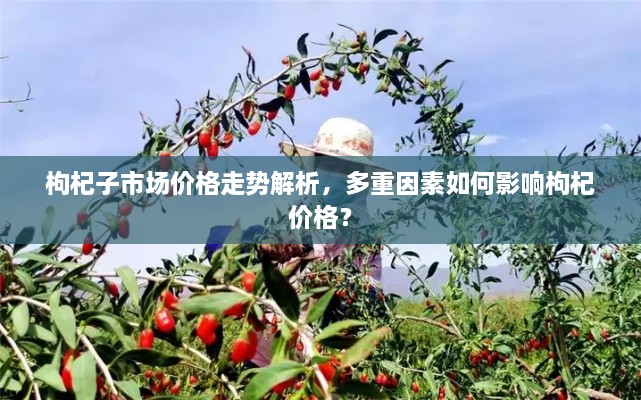 枸杞子市場價格走勢解析，多重因素如何影響枸杞價格？