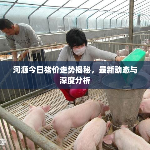 河源今日豬價走勢揭秘，最新動態(tài)與深度分析