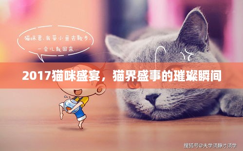 2017貓咪盛宴，貓界盛事的璀璨瞬間