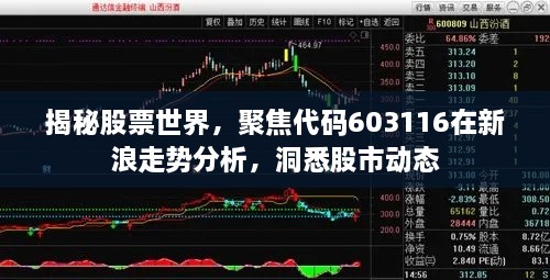 揭秘股票世界，聚焦代碼603116在新浪走勢(shì)分析，洞悉股市動(dòng)態(tài)