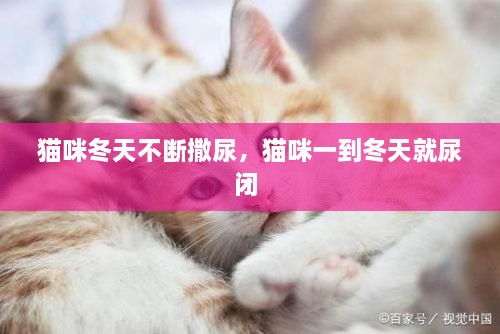 貓咪冬天不斷撒尿，貓咪一到冬天就尿閉 