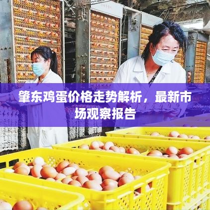 肇東雞蛋價(jià)格走勢(shì)解析，最新市場(chǎng)觀察報(bào)告