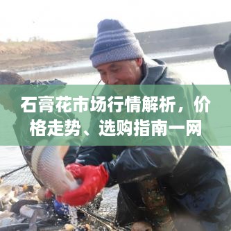 石膏花市場行情解析，價格走勢、選購指南一網(wǎng)打盡