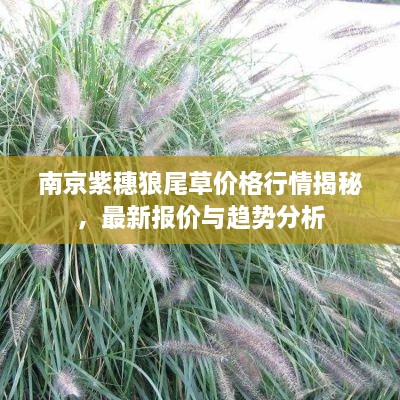 南京紫穗狼尾草價格行情揭秘，最新報價與趨勢分析
