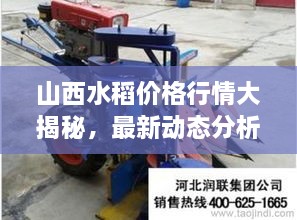 山西水稻價(jià)格行情大揭秘，最新動(dòng)態(tài)分析！