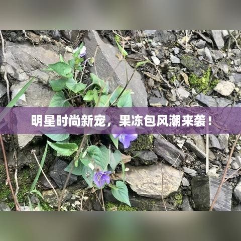 明星時尚新寵，果凍包風(fēng)潮來襲！