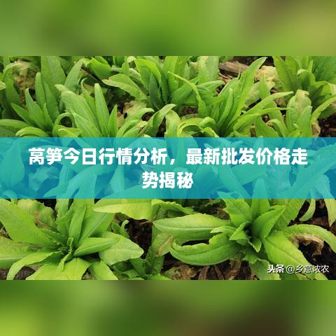 萵筍今日行情分析，最新批發(fā)價(jià)格走勢(shì)揭秘