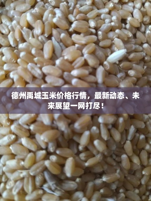 德州禹城玉米價(jià)格行情，最新動(dòng)態(tài)、未來展望一網(wǎng)打盡！