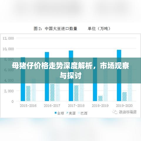 母豬仔價格走勢深度解析，市場觀察與探討