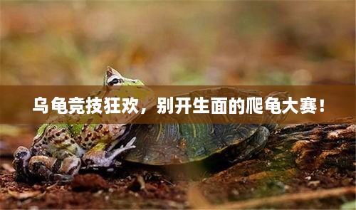 烏龜競(jìng)技狂歡，別開生面的爬龜大賽！