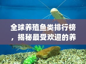 全球養(yǎng)殖魚類排行榜，揭秘最受歡迎的養(yǎng)殖魚類種類！