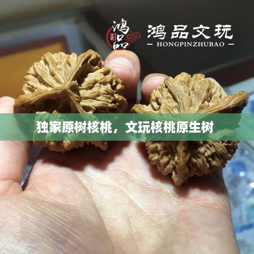 獨家原樹核桃，文玩核桃原生樹 