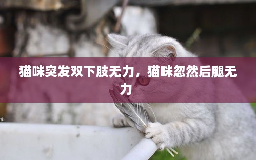貓咪突發(fā)雙下肢無(wú)力，貓咪忽然后腿無(wú)力 