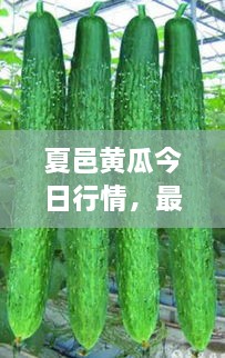 夏邑黃瓜今日行情，最新價格一網(wǎng)打盡