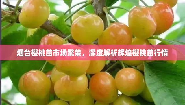 煙臺櫻桃苗市場繁榮，深度解析輝煌櫻桃苗行情