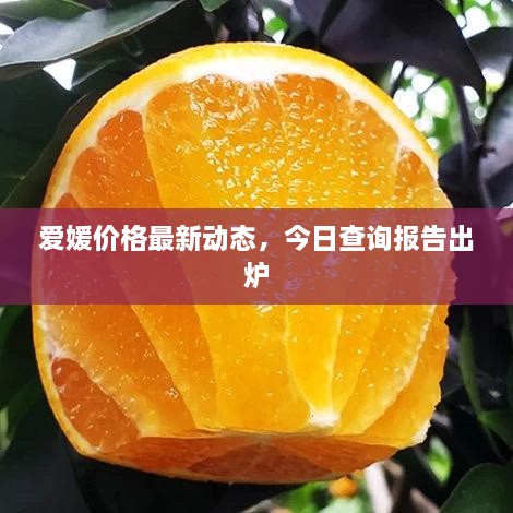 愛媛價格最新動態(tài)，今日查詢報告出爐