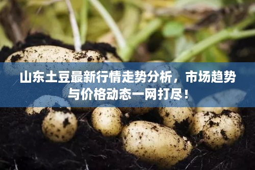 山東土豆最新行情走勢分析，市場趨勢與價格動態(tài)一網(wǎng)打盡！
