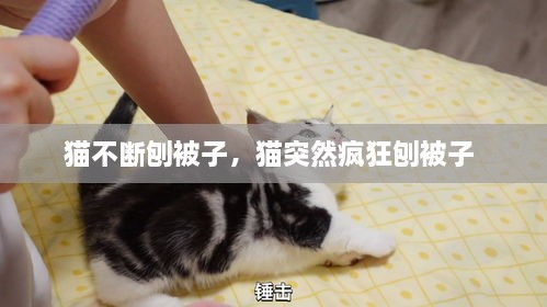 貓不斷刨被子，貓突然瘋狂刨被子 