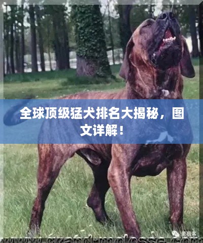 全球頂級(jí)猛犬排名大揭秘，圖文詳解！