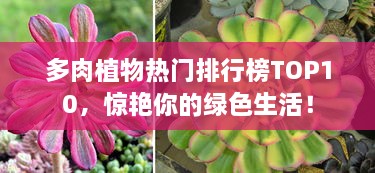 多肉植物熱門排行榜TOP10，驚艷你的綠色生活！