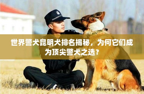 世界警犬昆明犬排名揭秘，為何它們成為頂尖警犬之選？