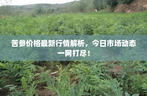 苦參價(jià)格最新行情解析，今日市場(chǎng)動(dòng)態(tài)一網(wǎng)打盡！