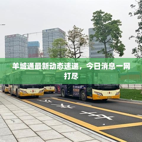 羊城通最新動態(tài)速遞，今日消息一網(wǎng)打盡