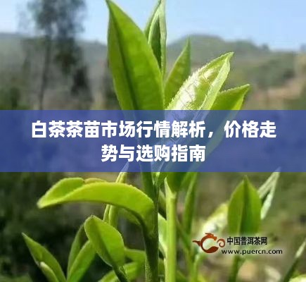白茶茶苗市場行情解析，價格走勢與選購指南