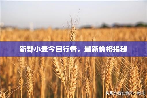 新野小麥今日行情，最新價(jià)格揭秘