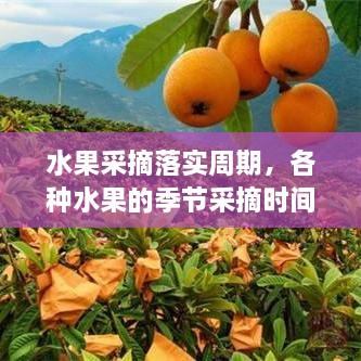 水果采摘落實周期，各種水果的季節(jié)采摘時間書 
