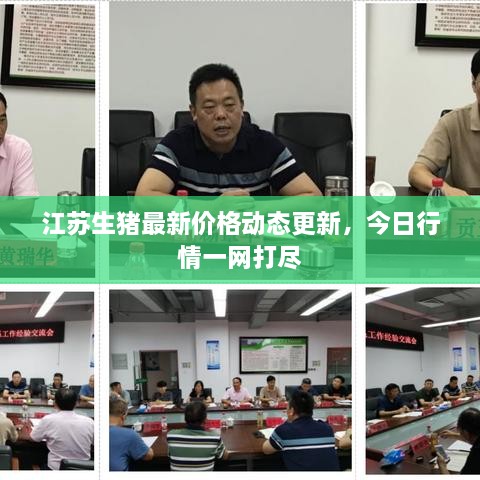 江蘇生豬最新價格動態(tài)更新，今日行情一網(wǎng)打盡
