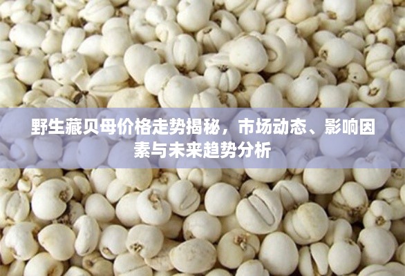 野生藏貝母價格走勢揭秘，市場動態(tài)、影響因素與未來趨勢分析