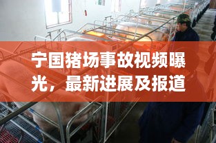 寧國豬場事故視頻曝光，最新進(jìn)展及報(bào)道概述