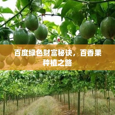 百度綠色財(cái)富秘訣，百香果種植之路