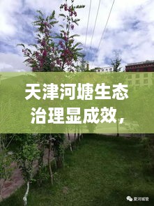 天津河塘生態(tài)治理顯成效，城市面貌煥然一新