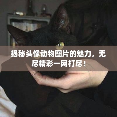 揭秘頭像動物圖片的魅力，無盡精彩一網(wǎng)打盡！