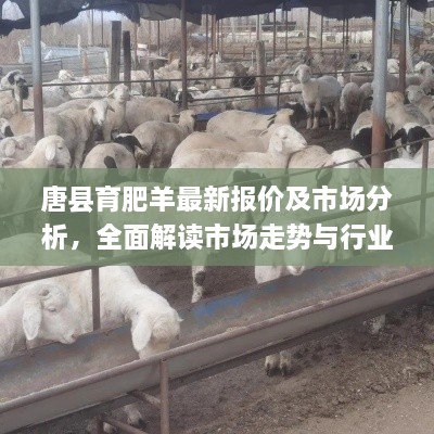 唐縣育肥羊最新報價及市場分析，全面解讀市場走勢與行業(yè)趨勢