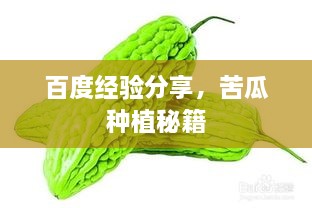 百度經驗分享，苦瓜種植秘籍