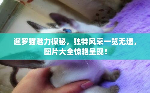 暹羅貓魅力探秘，獨特風(fēng)采一覽無遺，圖片大全驚艷呈現(xiàn)！