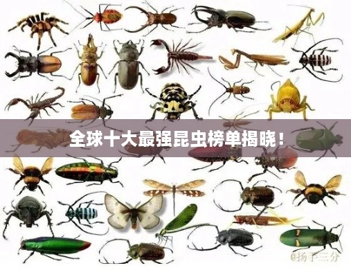 全球十大最強昆蟲榜單揭曉！