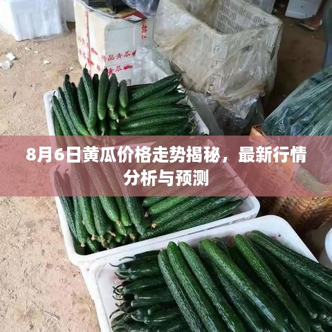8月6日黃瓜價格走勢揭秘，最新行情分析與預測