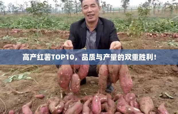 高產(chǎn)紅薯TOP10，品質(zhì)與產(chǎn)量的雙重勝利！